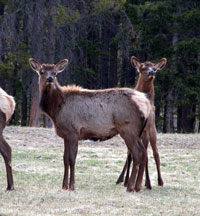 Banff Elk