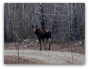 Moose watching in Likely, British Columbia