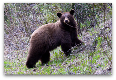 Cinnamon Bear