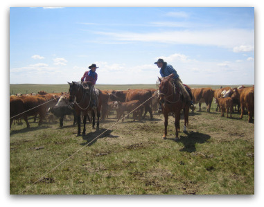 Branding Cattle