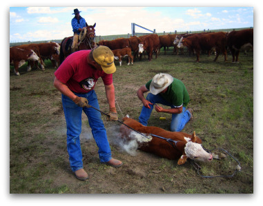 Branding Cattle