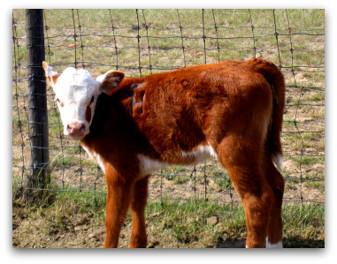 Branding Cattle