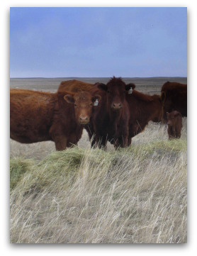 Cattle on the Ranch
