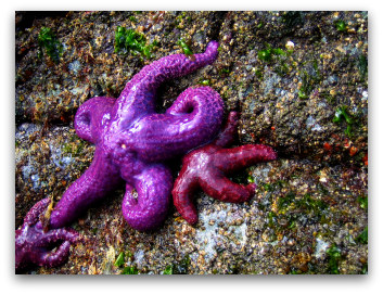 Sea Stars