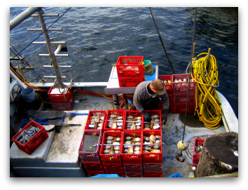 Geoduck Fishing