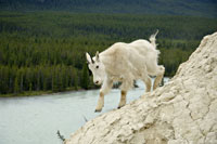 Mountain Goat