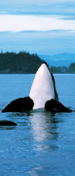 Killer Whale