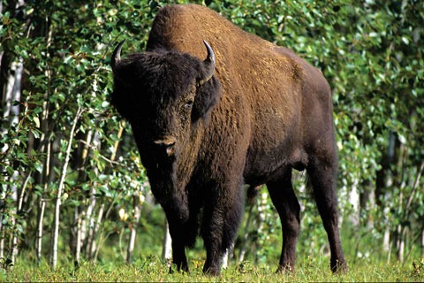 Wood Bison