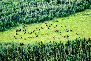 Bison from the Air