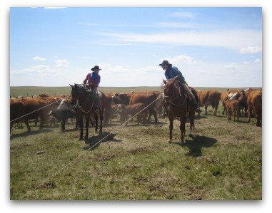 Branding Cattle