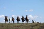 Horse Herd