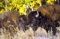 Plains Bison