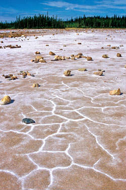 Salt Plains in Wood Bison National Park