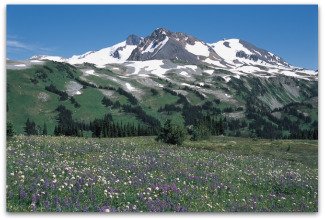 Wildflowers in Singing Pass