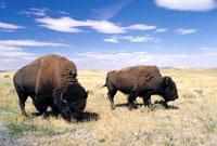 Wood Bison